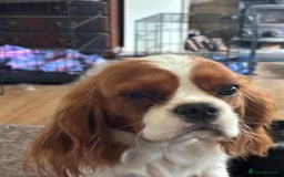 Cavalier King Charles Spaniel dogs for sale: Beautiful 11 month old cavalier puppy - Image 1