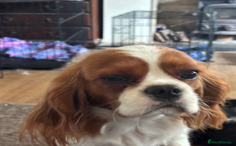 Cavalier King Charles Spaniel dogs - Advert 13