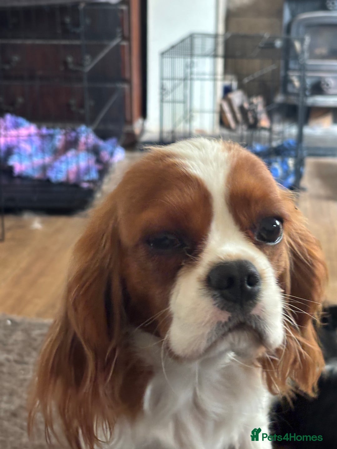 Cavalier King Charles Spaniel dogs for sale: Beautiful 11 month old cavalier puppy - Image 1