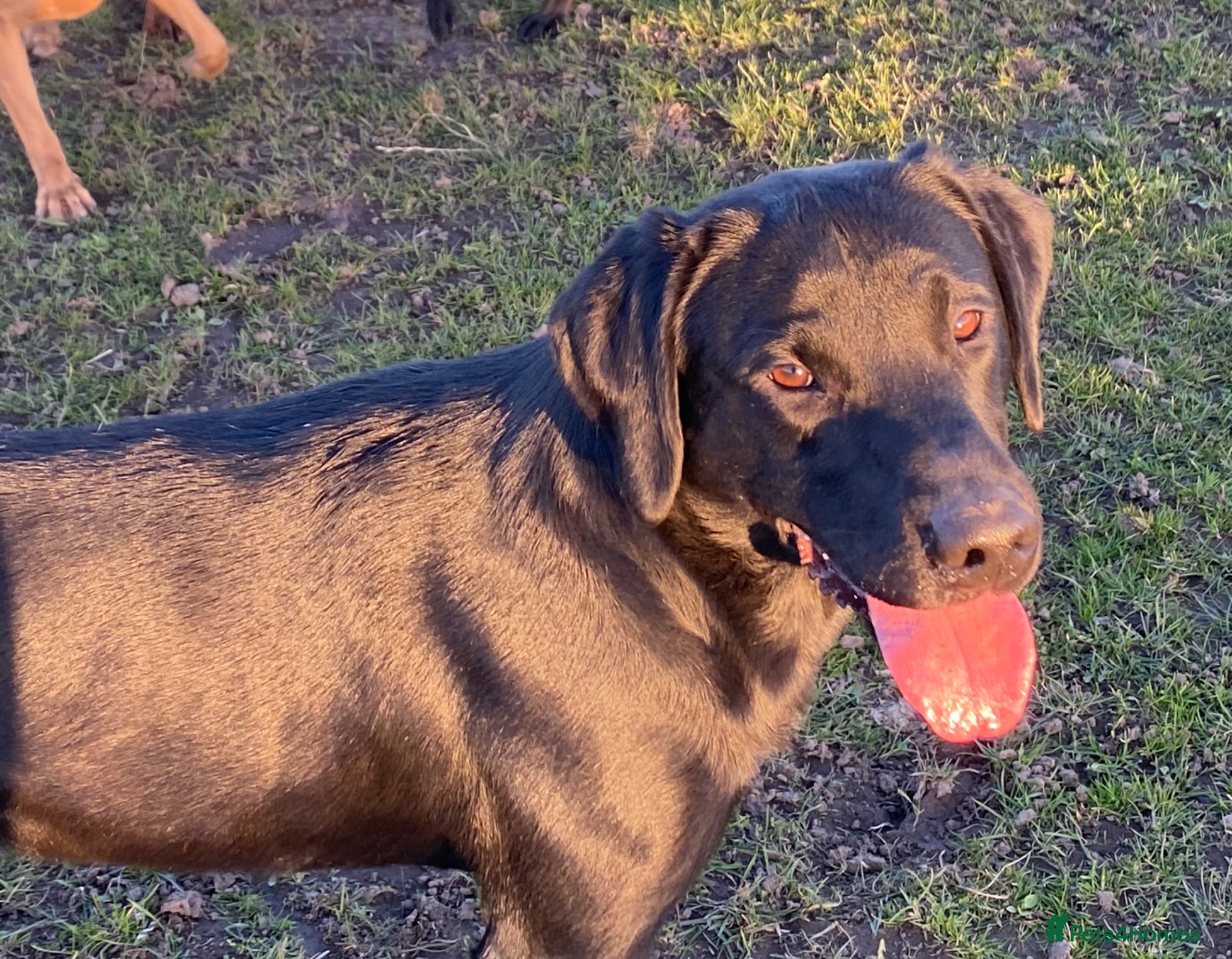 Mixed Breed dogs Rottweiler /Labrador puppies - Advert 2