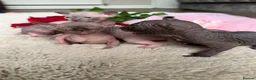 Sphynx cats for sale: Canadian Elf Sphynx  - Advert 15