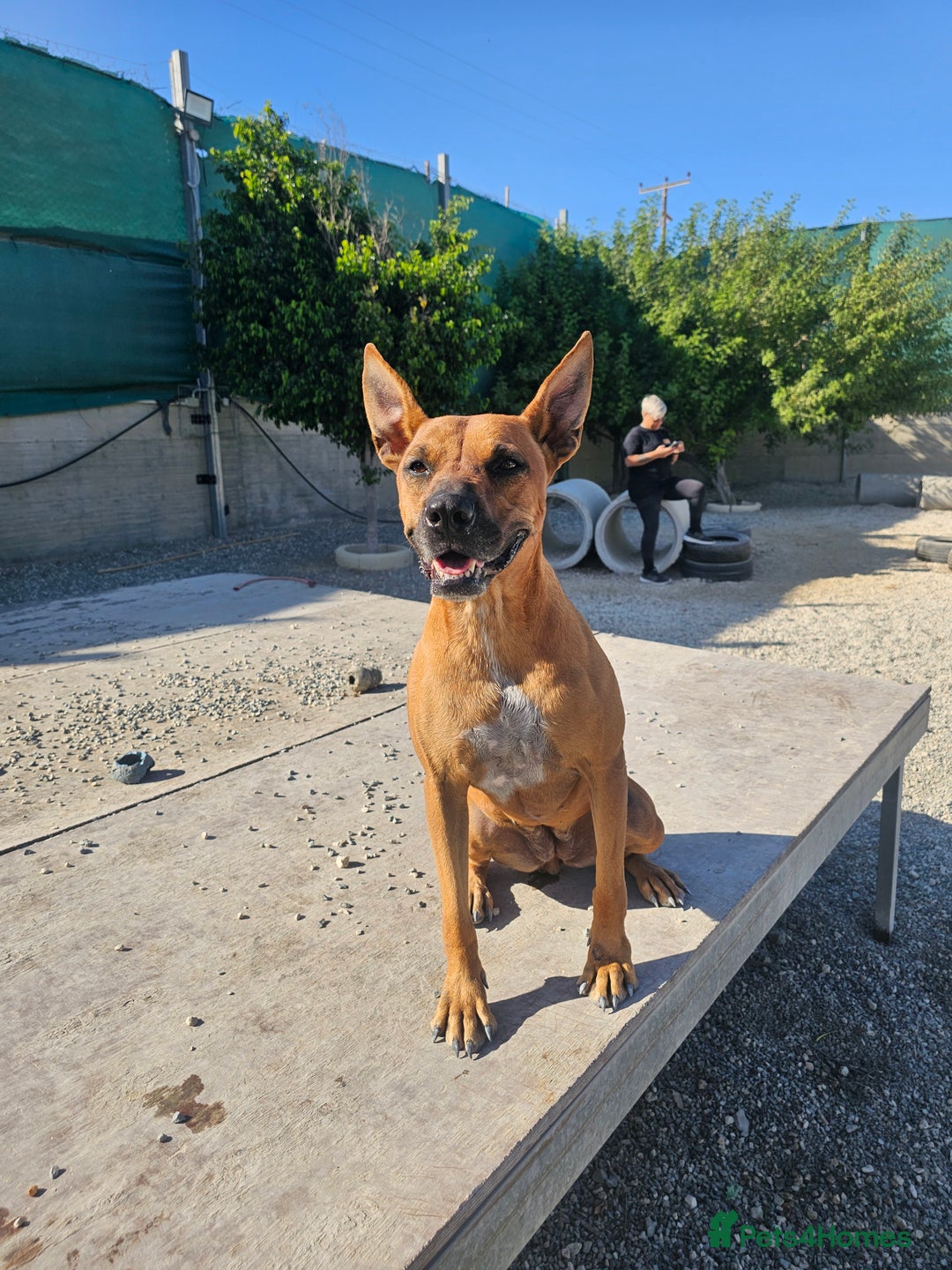 Staffordshire Bull Terrier dogs for adoption: Hazel - Spent a year chained to a tree! - Advert 5