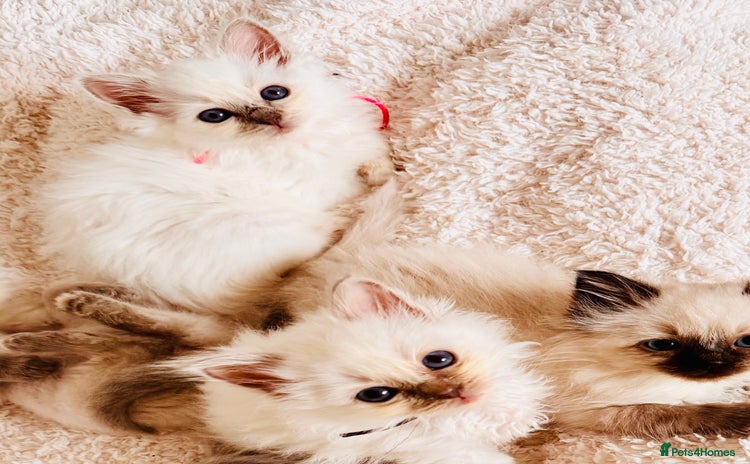 Birman cats - Advert 1
