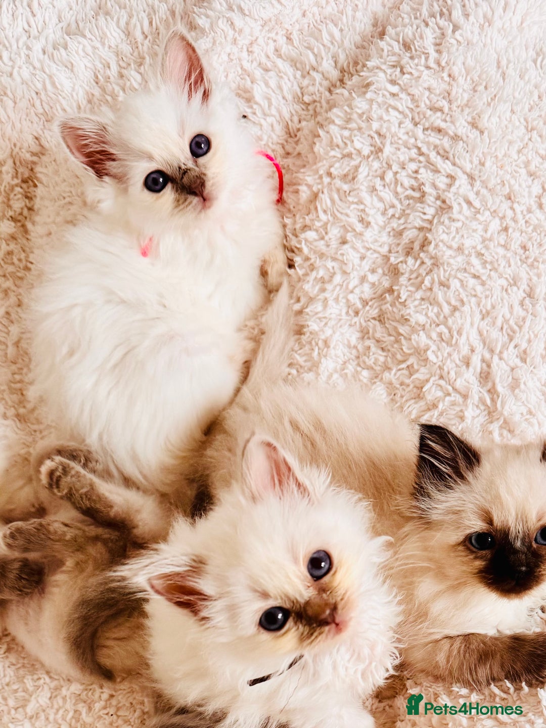 Birman cats for sale: Beautiful Birman Kittens - Image 2