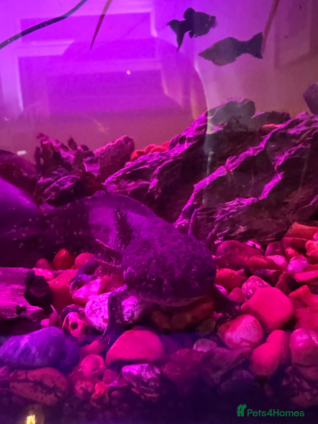 Other/Mixed Breed fish for sale: Axolotl 1x male 1x female (related)  - Advert 1