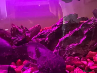 Other/Mixed Breed fish Axolotl 1x male 1x female (related) - Advert 2