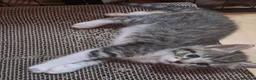 Ragdoll cats for sale: 5 ragdoll cross kittens  - Advert 17
