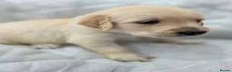 Golden Retriever dogs for sale: Golden retriever puppies in Cumnock - Advert 9