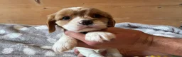 Cavalier King Charles Spaniel dogs for sale: Health tested and KC Registered  - Advert 3