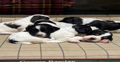 Cocker Spaniel dogs - Advert 15