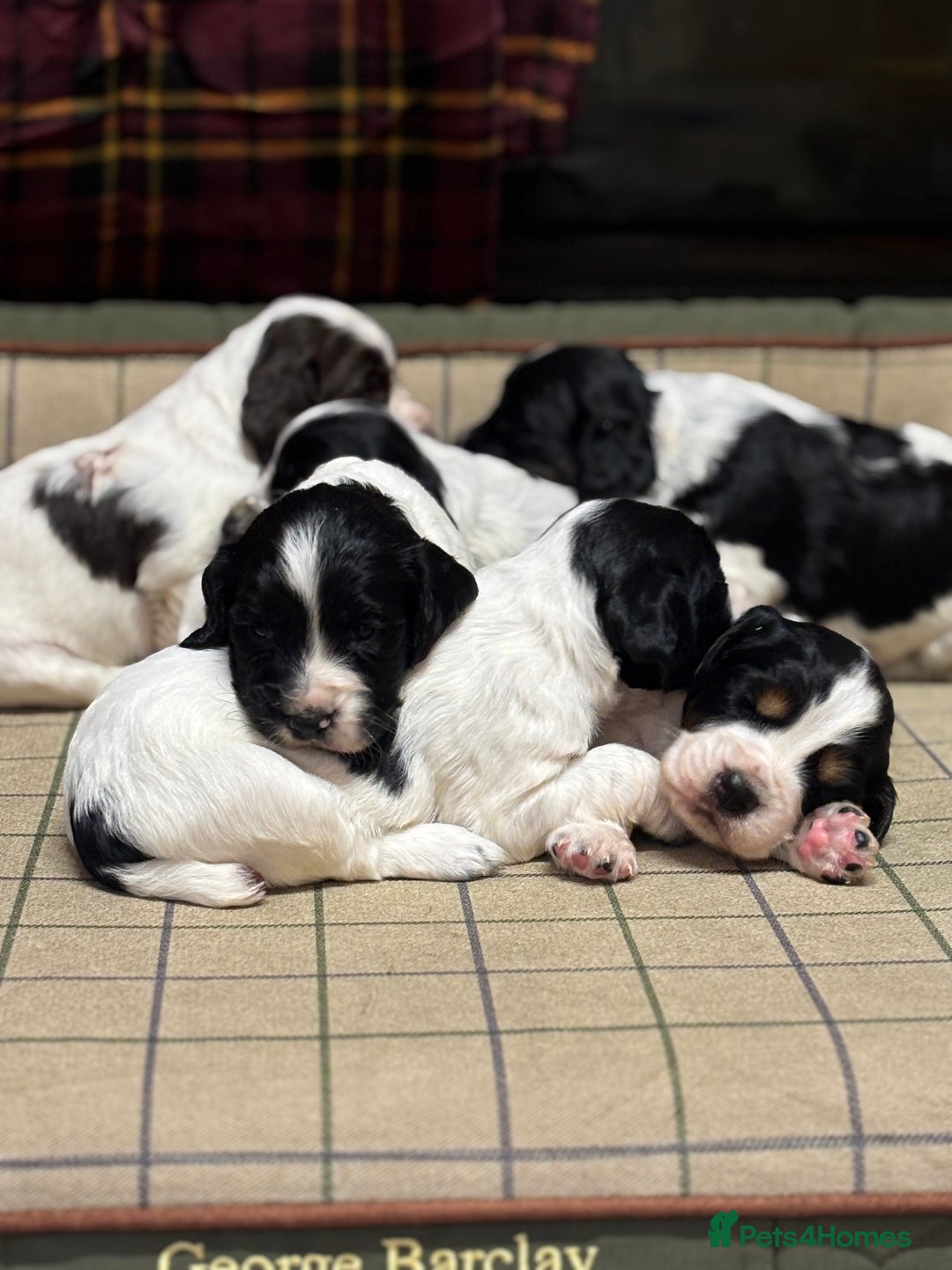 Cocker Spaniel dogs for sale: Gorgeous Blue Roan Cocker Spaniel Puppies  - Image 3