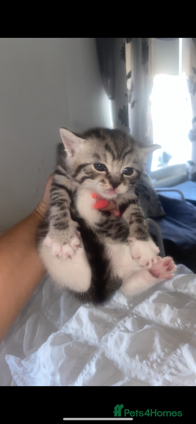 Mixed Breed cats 3 x Bengal mixed boys with unique markings/colours - Advert 9