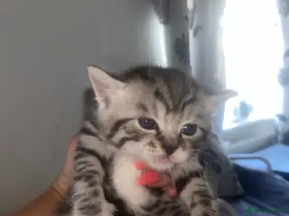 Mixed Breed cats 3 x Bengal mixed boys with unique markings/colours - Advert 9