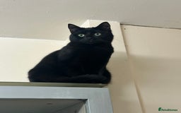 Domestic Shorthair cats for sale:  Beautiful cats looking for new home - Image 1
