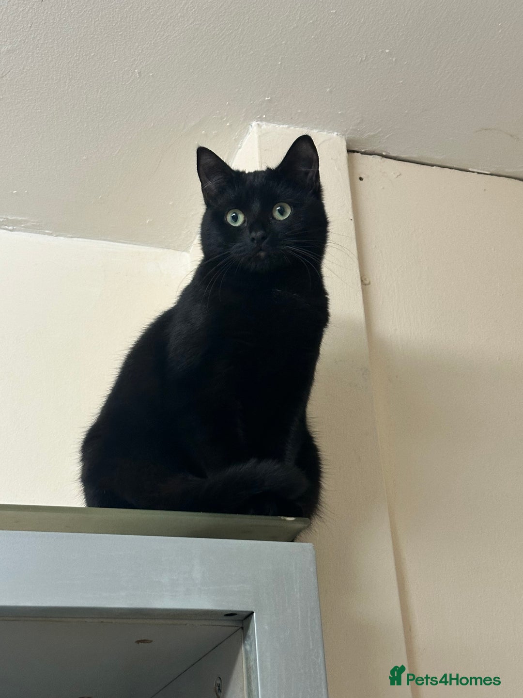Domestic Shorthair cats for sale:  Beautiful cats looking for new home - Image 1