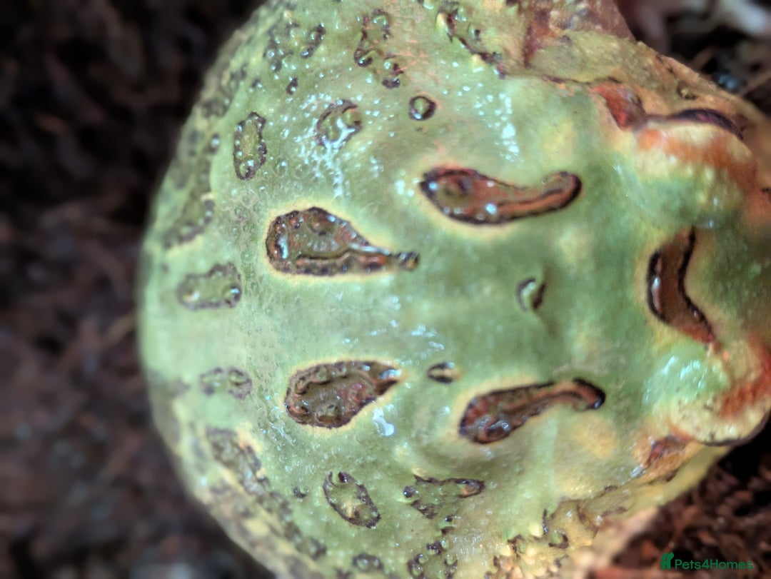 Frog reptiles for sale: Pacman frogs - Advert 3