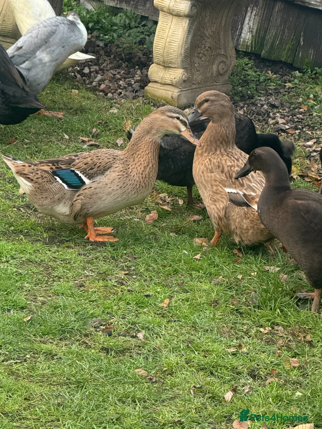 Ducks poultry for sale: Baby ducklings - Advert 2