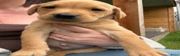Labrador Retriever dogs for sale: Fox red lab puppies looking for forever homes - Advert 10
