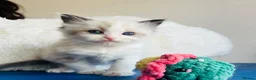Ragdoll cats for sale: GCCF registered Ragdoll Kittens - Advert 5