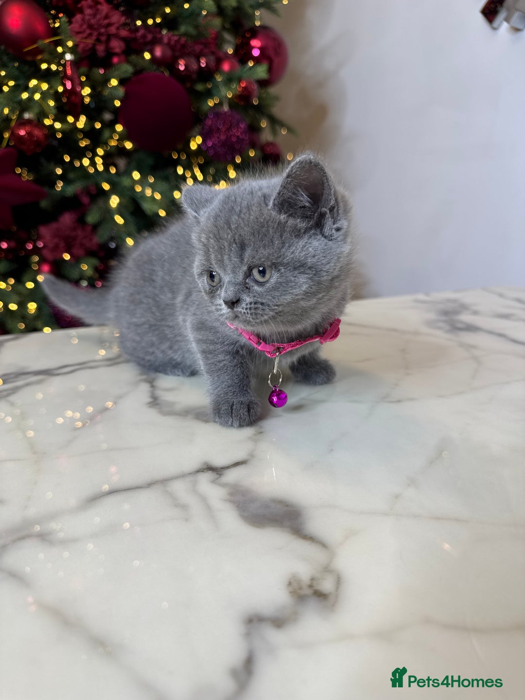 British Shorthair cats for sale: 6 stunning British Shorthair kittens  - Advert 17