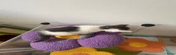 Siamese cats for sale: Mummy Sonny  - Advert 17