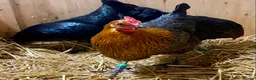 Chickens poultry for sale: Black Copper Marans  - Advert 4