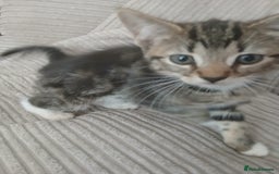 Mixed Breed cats for sale: 3 girls- 9 weeks- ready to go - Image 7