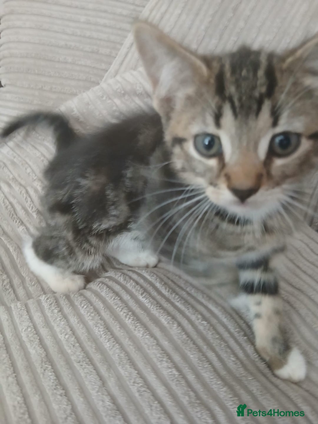 Mixed Breed cats for sale: 3 girls- 9 weeks- ready to go - Image 7
