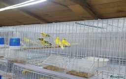 Canaries birds for sale: Canary for sale  - Image 12