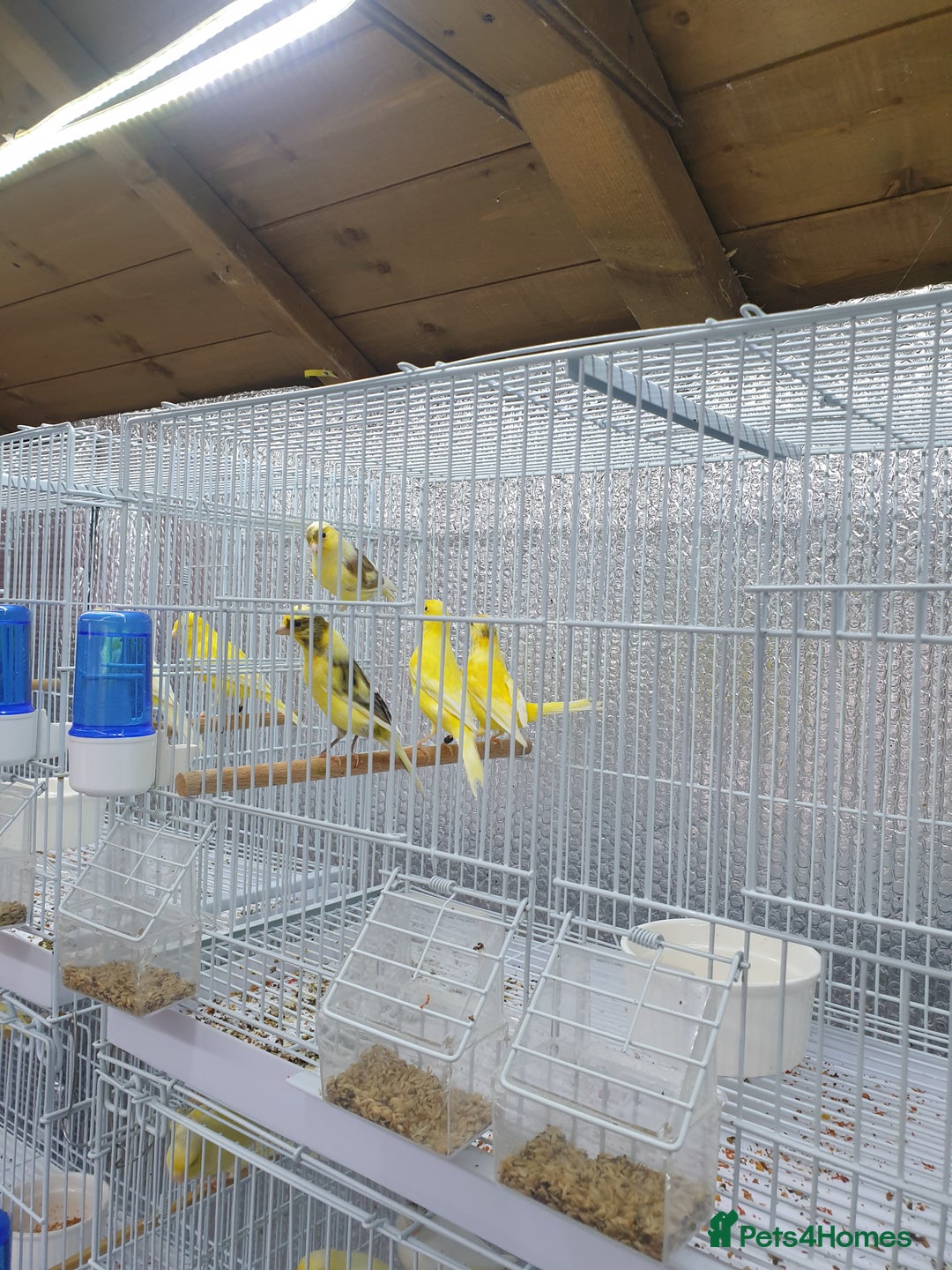 Canaries birds for sale: Canary for sale  - Image 12