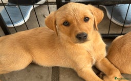 Labrador Retriever dogs for sale: Outstanding deep red Labrador puppies - Image 14