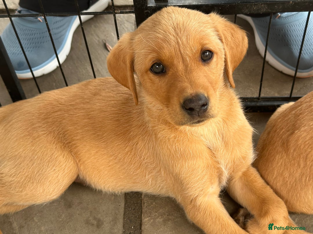 Labrador Retriever dogs for sale: Outstanding deep red Labrador puppies - Image 14