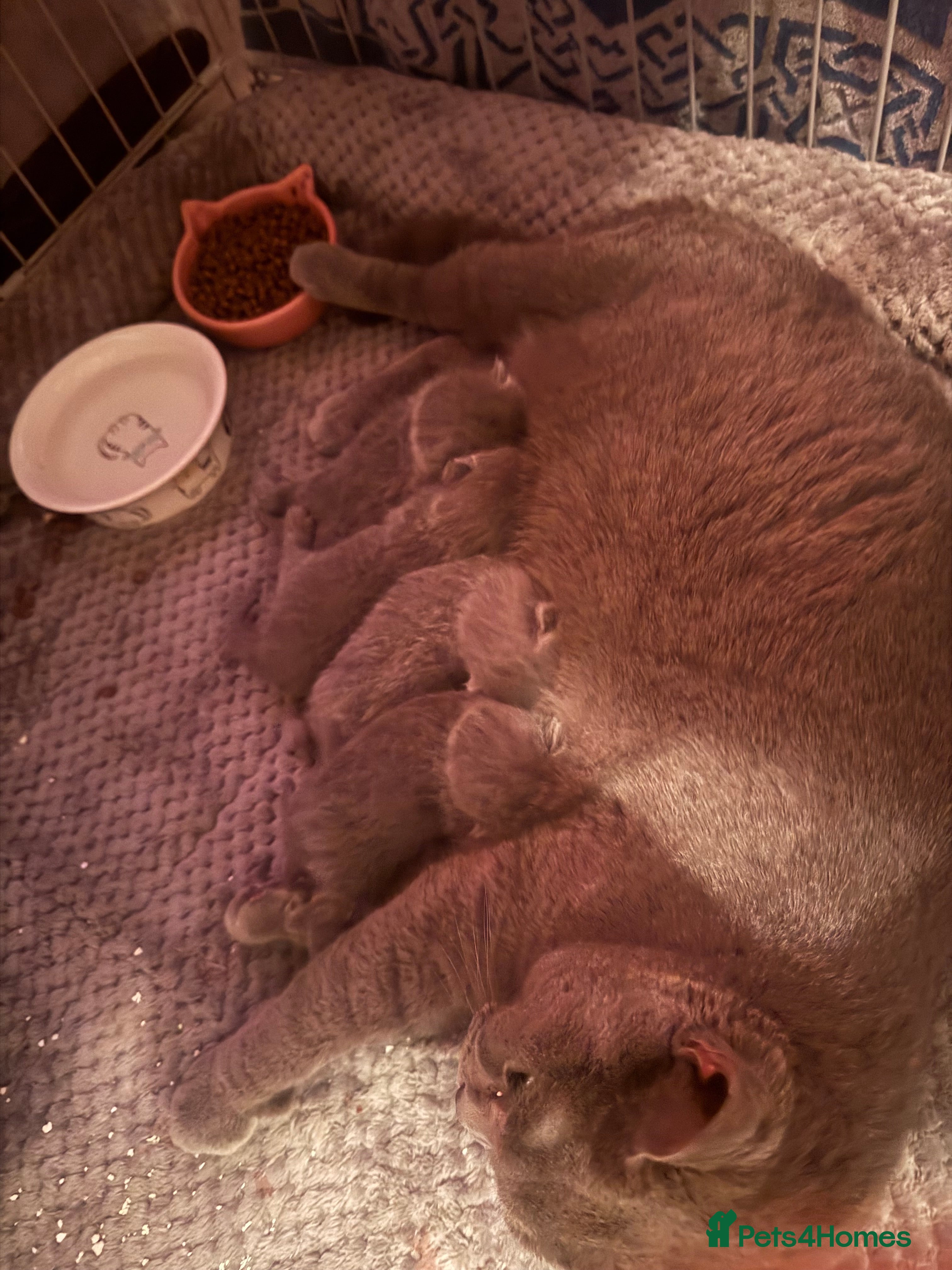 Scottish Fold cats British Shorthair cross Scottish Folds - Advert 1