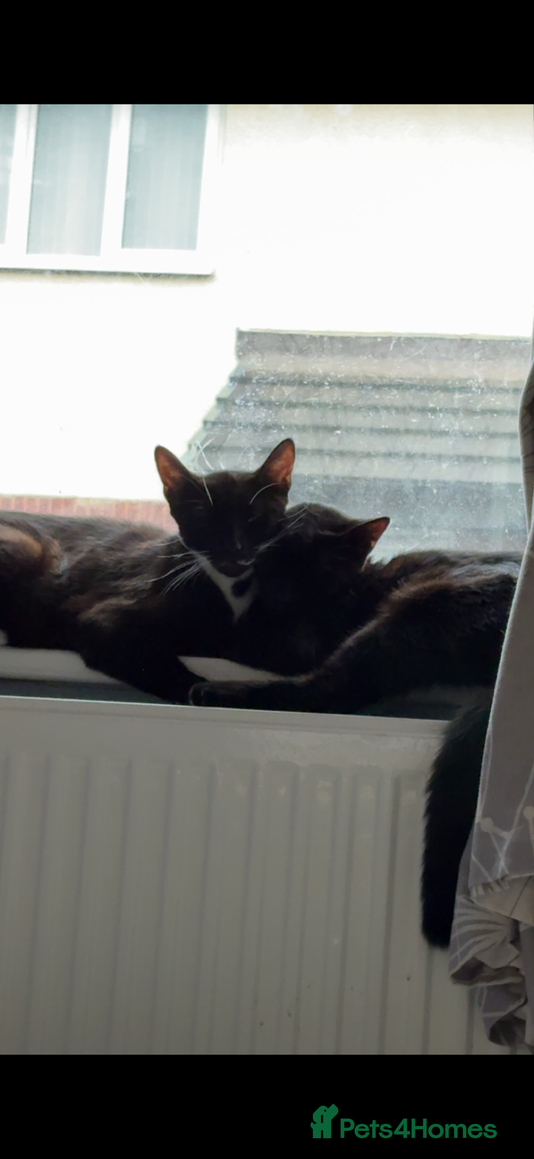 Domestic Shorthair cats for sale: Socks and midnight  - Advert 4