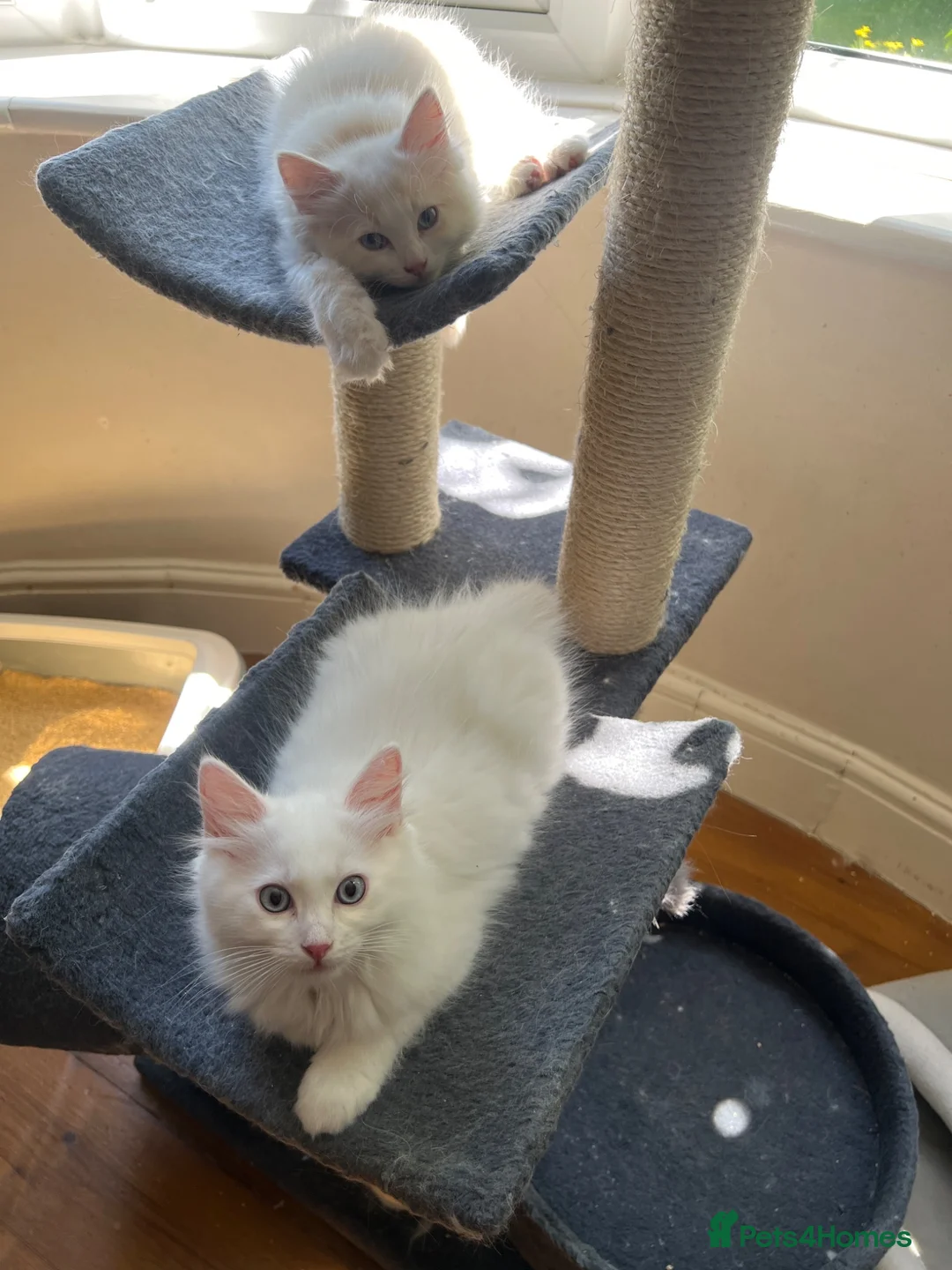 Ragdoll cats for sale: Gorgeous Ragdoll Kittens - Advert 2