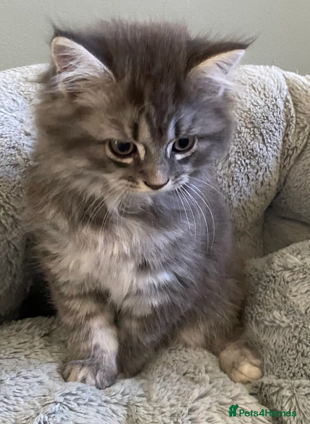 Mixed Breed cats for sale: Beautiful kittens available  - Advert 2