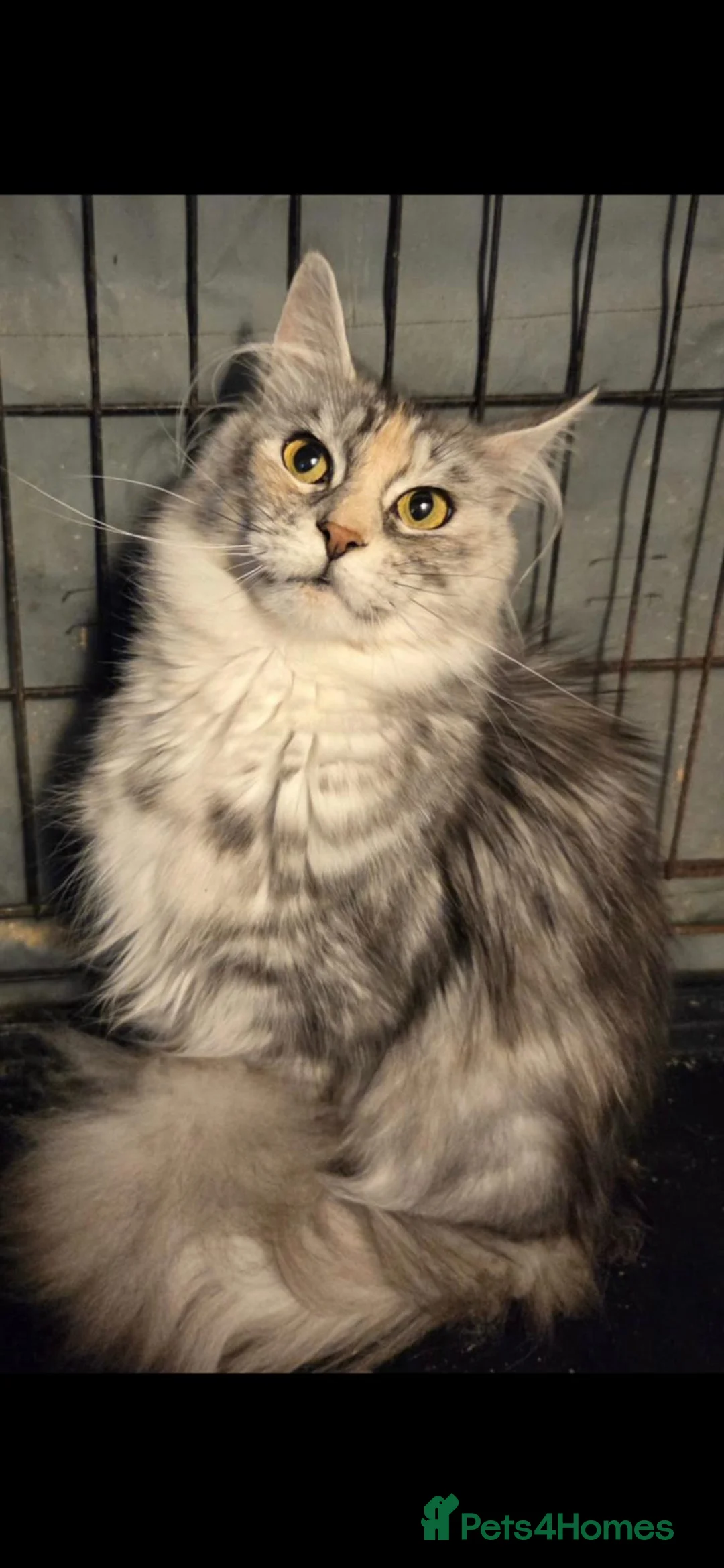 Maine Coon cats for sale: Beautiful 2 year old TICA reg girl for sale - Advert 5