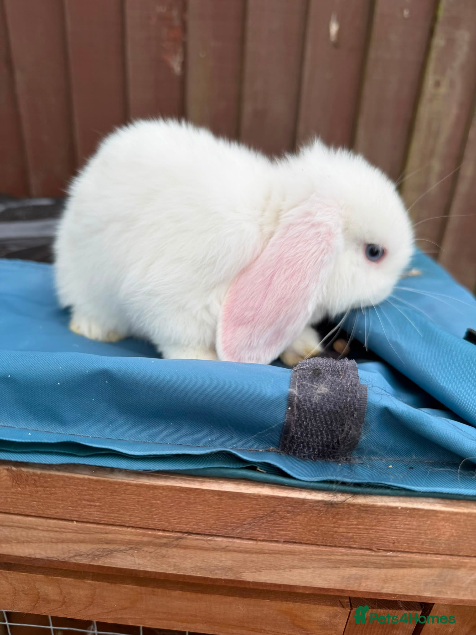 Mini Lop rabbits Purebred BEW minilop buck avail to reserve - Advert 1