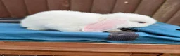 Mini Lop rabbits for sale: Purebred minilop bucks AVAILABLE NOW - Advert 10