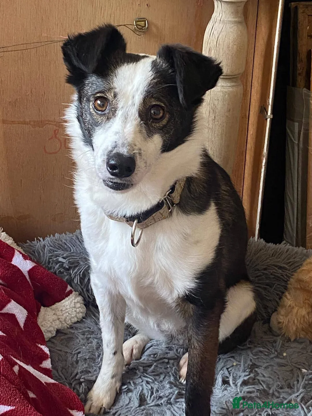 Mixed Breed dogs for adoption: Meet Lilo, currently residing in Hampshire  in Hayling Island - Advert 3