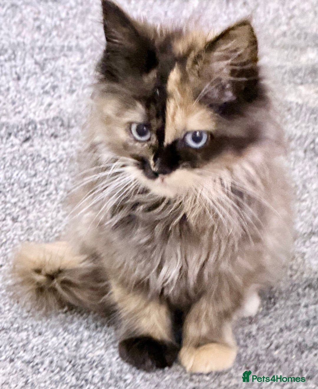 Maine Coon cats for sale: Maine coon kittens  - Advert 7