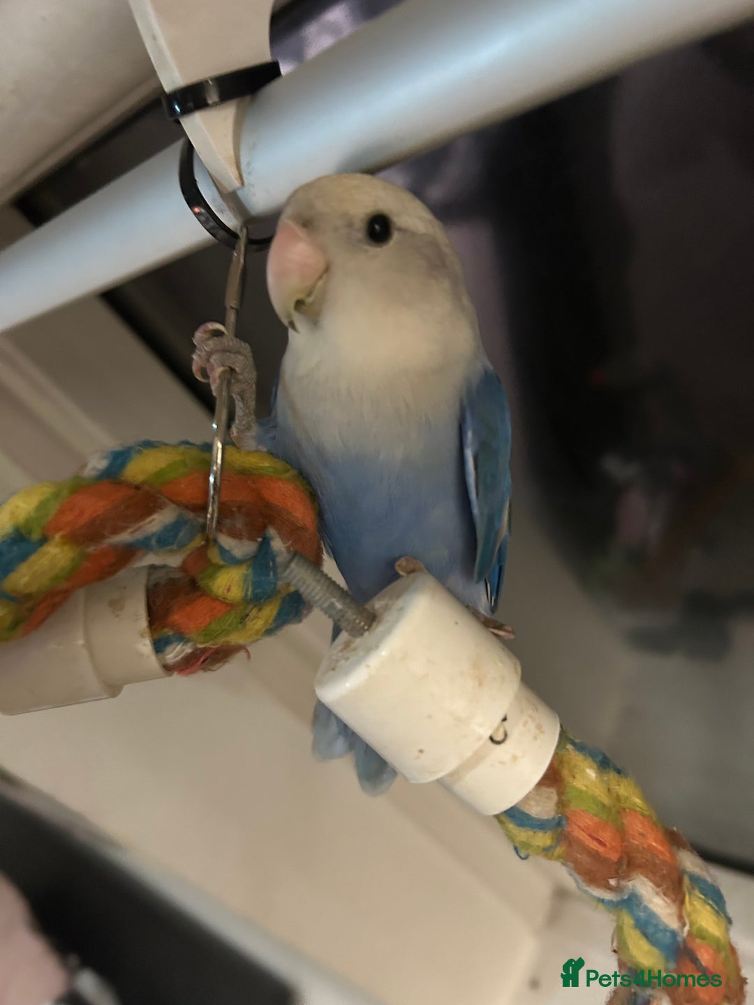 Lovebirds birds for sale: Silly tame handreared lovebird  - Image 2