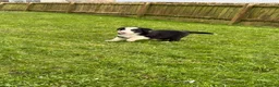 Border Collie dogs for sale: Border collie puppies seeking working/active homes - Advert 33