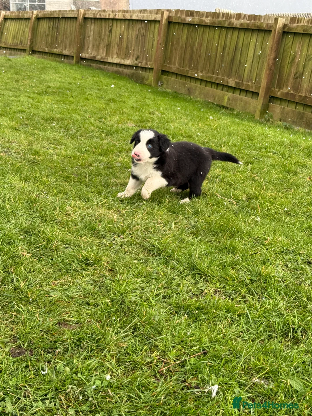 Border Collie dogs for sale: Border collie puppies seeking working/active homes - Advert 33