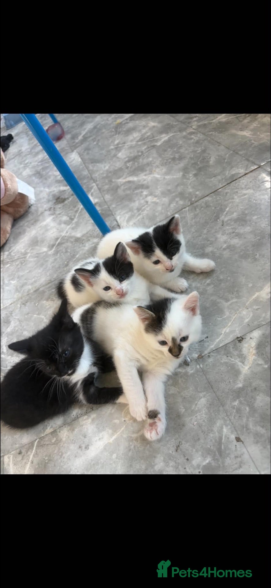 Domestic Shorthair cats 4 KITTENS AVAILABLE - Advert 2