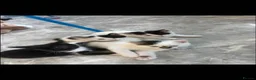 Domestic Shorthair cats for sale: 4 KITTENS AVAILABLE in Dukinfield - Advert 1