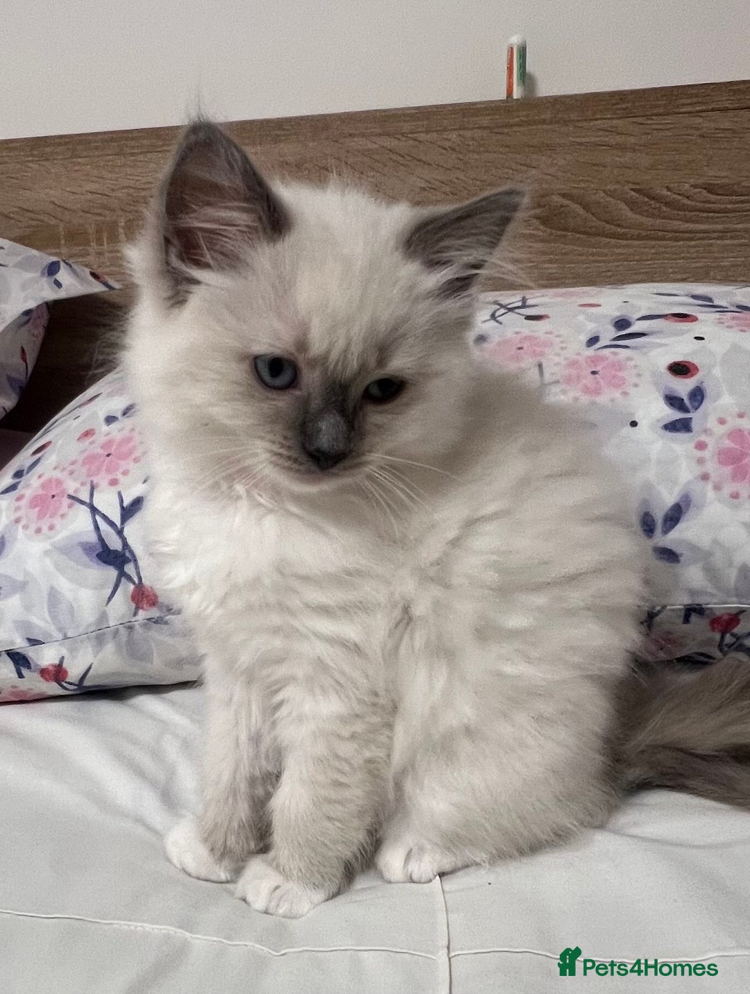Ragdoll cats for sale: 3 Ragdoll kittens  - Advert 21