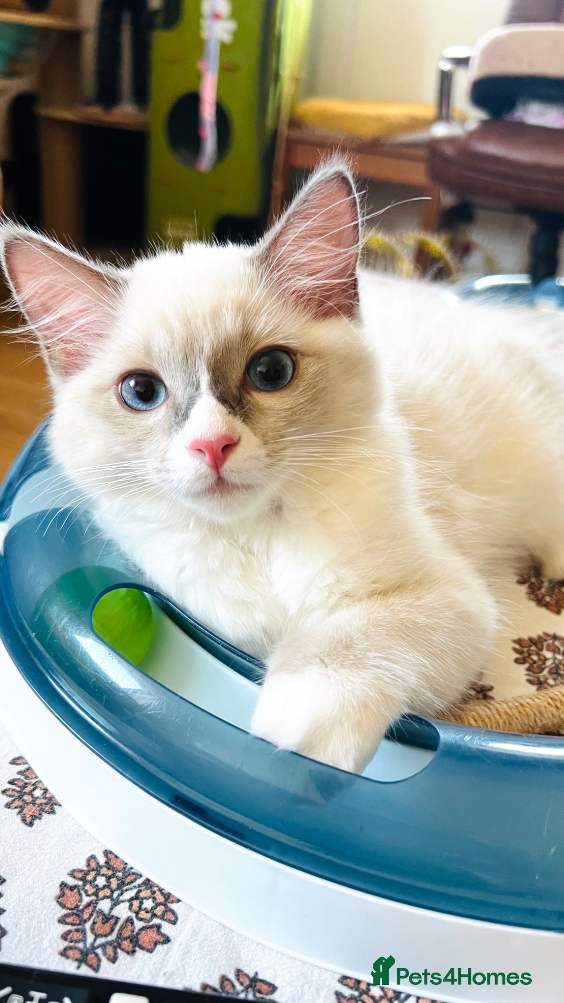 Ragdoll cats 🐈Pedigree Ragdoll Champion line 🏆 GCCF kittens  - Advert 1