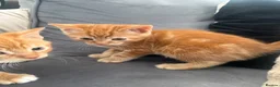 Mixed Breed cats for sale: Ginger and black kittens in Northampton - Advert 9