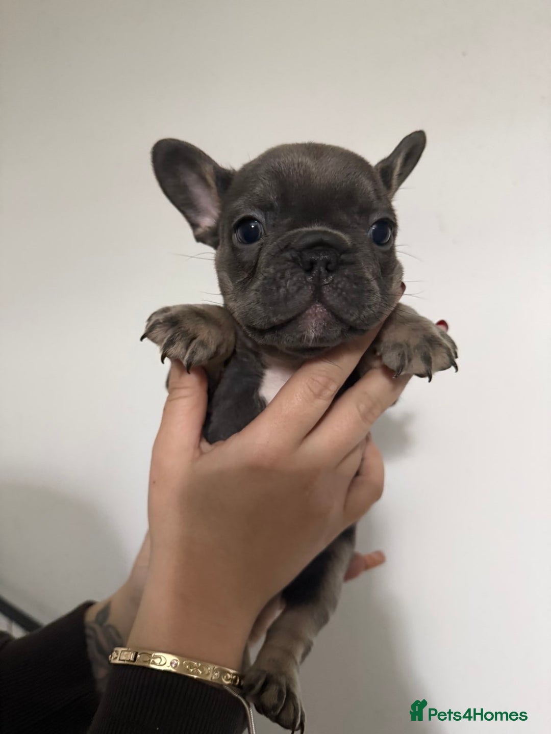 French Bulldog dogs for sale: Quality french bulldogs for sale - Advert 13